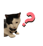 牛柄猫の琥珀くん②（個別スタンプ：9）