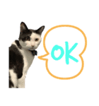 牛柄猫の琥珀くん②（個別スタンプ：10）