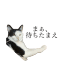 牛柄猫の琥珀くん②（個別スタンプ：11）