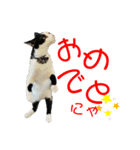 牛柄猫の琥珀くん②（個別スタンプ：12）