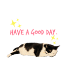 牛柄猫の琥珀くん②（個別スタンプ：13）