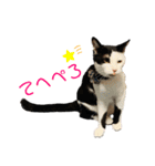 牛柄猫の琥珀くん②（個別スタンプ：14）
