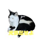牛柄猫の琥珀くん②（個別スタンプ：15）