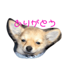 こてぴー日和（個別スタンプ：3）