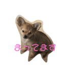 こてぴー日和（個別スタンプ：9）