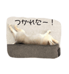 こてぴー日和（個別スタンプ：11）
