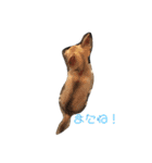 こてぴー日和（個別スタンプ：14）