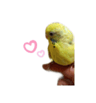 癒しの子♡（個別スタンプ：1）