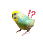 癒しの子♡（個別スタンプ：4）