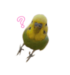 癒しの子♡（個別スタンプ：14）