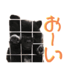 myucolon(◡̈)/3（個別スタンプ：2）