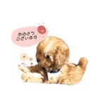 ココくん（個別スタンプ：1）