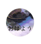 海の生物部専用スタンプ（個別スタンプ：1）