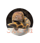 海の生物部専用スタンプ（個別スタンプ：2）