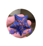 海の生物部専用スタンプ（個別スタンプ：5）