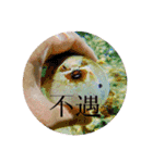 海の生物部専用スタンプ（個別スタンプ：7）