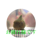 海の生物部専用スタンプ（個別スタンプ：13）