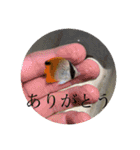 海の生物部専用スタンプ（個別スタンプ：15）