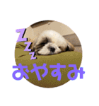 ぷぅちゃん❤️ぼぅくん（個別スタンプ：1）