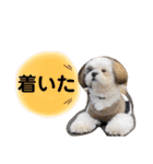 ぷぅちゃん❤️ぼぅくん（個別スタンプ：11）