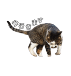 猫のとろろ（個別スタンプ：3）
