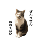 猫のとろろ（個別スタンプ：4）