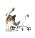 猫のとろろ（個別スタンプ：5）