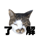 猫のとろろ（個別スタンプ：6）