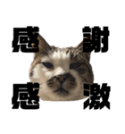 猫のとろろ（個別スタンプ：10）