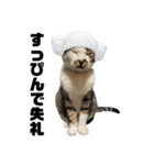 猫のとろろ（個別スタンプ：11）