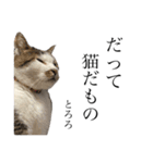 猫のとろろ（個別スタンプ：12）