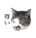 猫のとろろ（個別スタンプ：14）