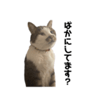 猫のとろろ（個別スタンプ：16）