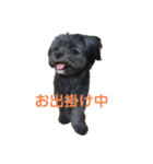 はる(愛犬)2（個別スタンプ：1）