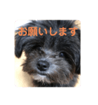 はる(愛犬)2（個別スタンプ：2）