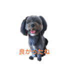 はる(愛犬)2（個別スタンプ：4）