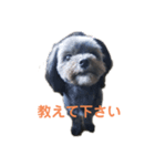 はる(愛犬)2（個別スタンプ：5）