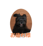 はる(愛犬)2（個別スタンプ：6）
