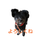 はる(愛犬)2（個別スタンプ：7）