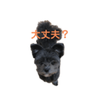 はる(愛犬)2（個別スタンプ：8）