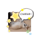 ラッキーの日常スタンプ2（個別スタンプ：13）