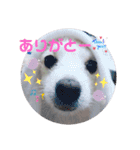 ラッキーの日常スタンプ2（個別スタンプ：14）