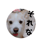 ラッキーの日常スタンプ2（個別スタンプ：15）