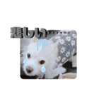 ラッキーの日常スタンプ2（個別スタンプ：16）