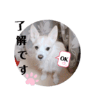 ラッキーの日常スタンプ2（個別スタンプ：21）