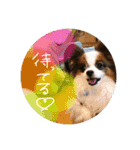 マロンくんの日常だよ（個別スタンプ：12）