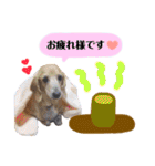 愛犬☆くりちゃん（個別スタンプ：8）