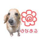 愛犬☆くりちゃん（個別スタンプ：15）