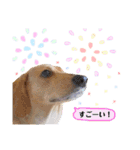 愛犬☆くりちゃん（個別スタンプ：16）