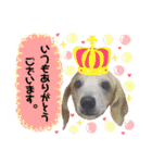 愛犬☆くりちゃん（個別スタンプ：17）